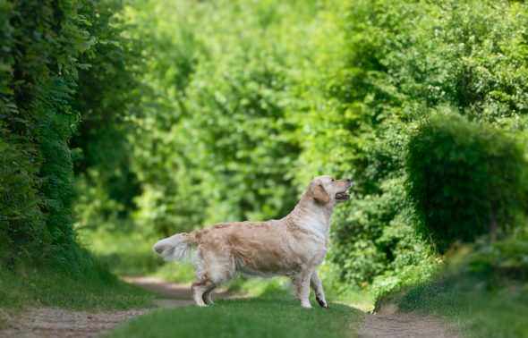 DES PLAINES DES BRUYERES – Whippet et Golden Retriever - Image 29