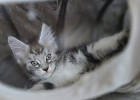 CHATTERIE DU PAYS D&rsquo;HECATE