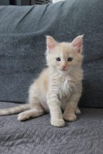 PLUME&rsquo;S LITTLEPAWS