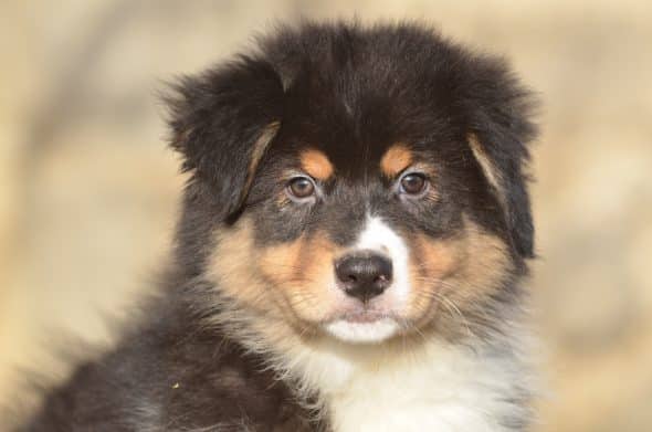OPAL AUSSIE - Image 14