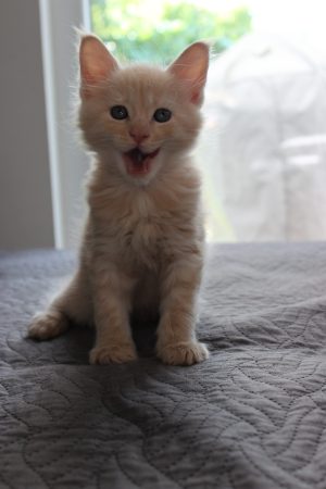 PLUME’S LITTLEPAWS - Image 20