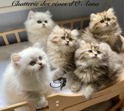 DES REVES D&rsquo;O ANNA