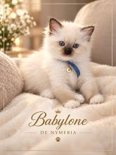 CHATTERIE DE NYMERIA