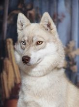 LEGENDARY WHITE FANG