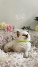 JAILLON ELISABETH ET BENOIT – CHATTERIE DE L ELEGANCY DOLL