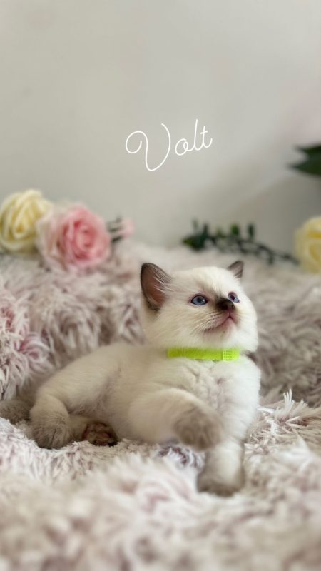 Elevage JAILLON ELISABETH ET BENOIT – CHATTERIE DE L ELEGANCY DOLL