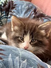 CHATTERIE MEWDIE KATT