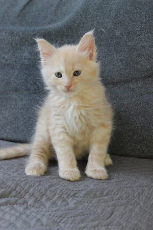 PLUME’S LITTLEPAWS - Image 69