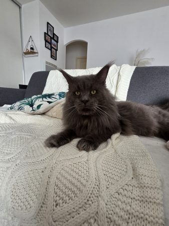CHATTERIE DES NOELLYCAT COONS - Image 11