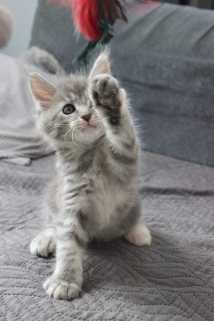 PLUME’S LITTLEPAWS - Image 64