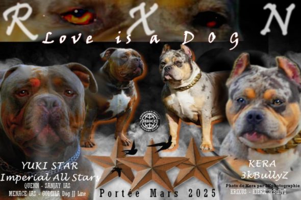 Love is a DOG - Image 23