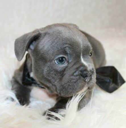 ELITE CANIN - Image 1
