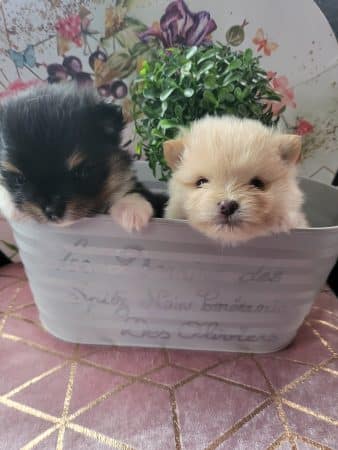 DOMAINE SPITZ NAIN POMERANIAN DES OLIVIERS - Image 5