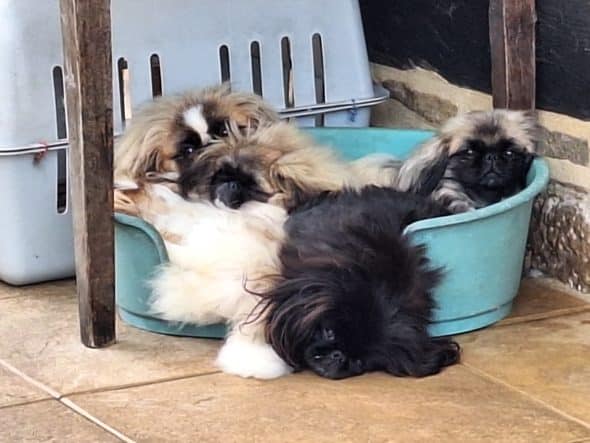 OF DARLING DOG - Image 30