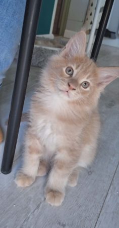 Little Lion - Image 1