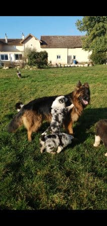 Les Molosses de Timoulys - Image 2