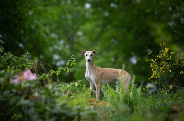DES PLAINES DES BRUYERES – Whippet et Golden Retriever - Image 18