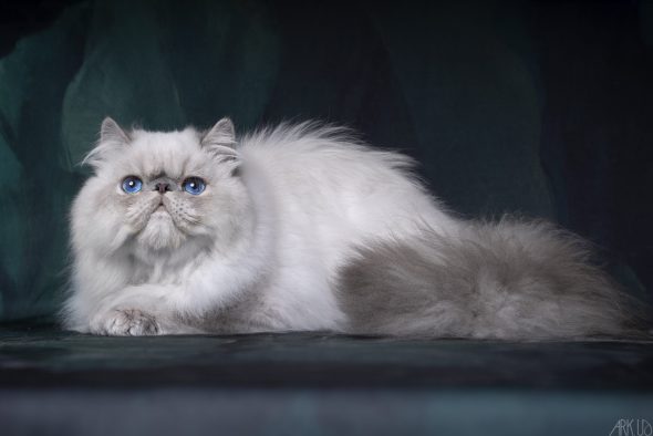 CHATTERIE AU COEUR DU SOLEIL - Image 9