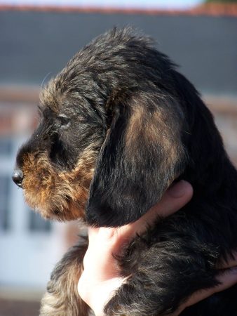 JENTY FRANCIS - Image 2