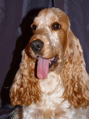 AR STERENN GWEN - Image 3