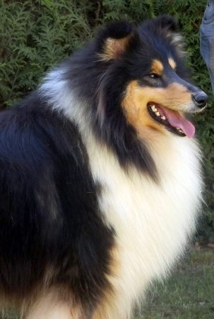 GOMBOC MICKAEL - Image 4