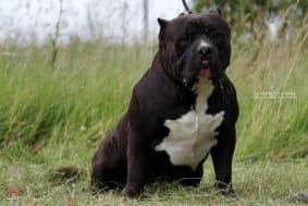 JAGUAR BULLY KENNEL