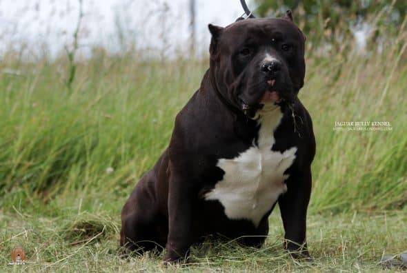 JAGUAR BULLY KENNEL - Image 1