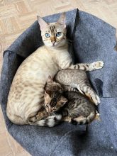 Summer Snow Bengal