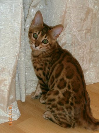 BY STUDIO CAT - Image 9