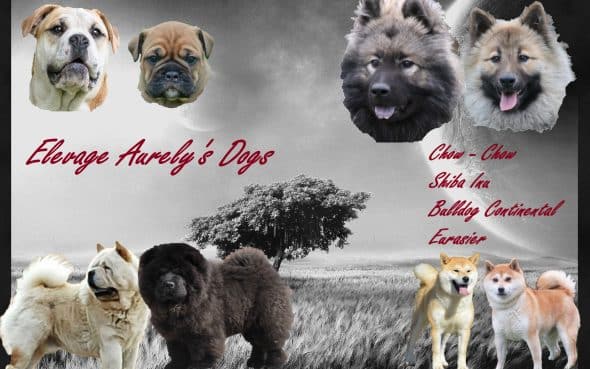 EARL ELEVAGE AURELYS DOG - Image 1