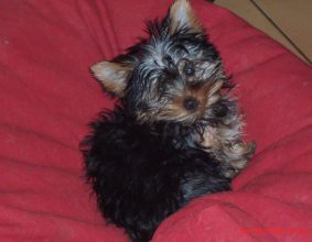 CANTAGREL JOSETTE