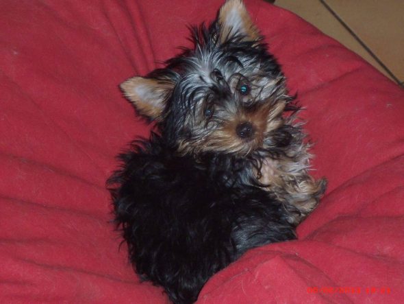 CANTAGREL JOSETTE - Image 5