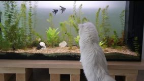 Mcb&rsquo;cats