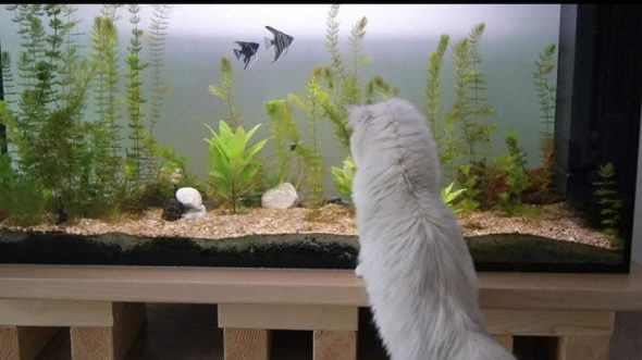 Mcb&rsquo;cats - Image 3