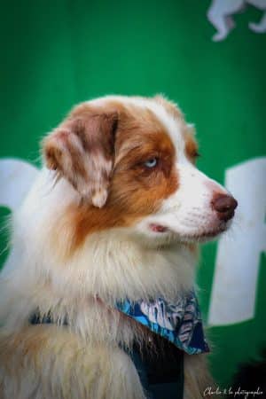 OPAL AUSSIE - Image 28