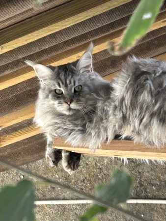 DES LYNX DU MISTRAL - Image 7