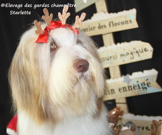 des gardes champetre - Image 9