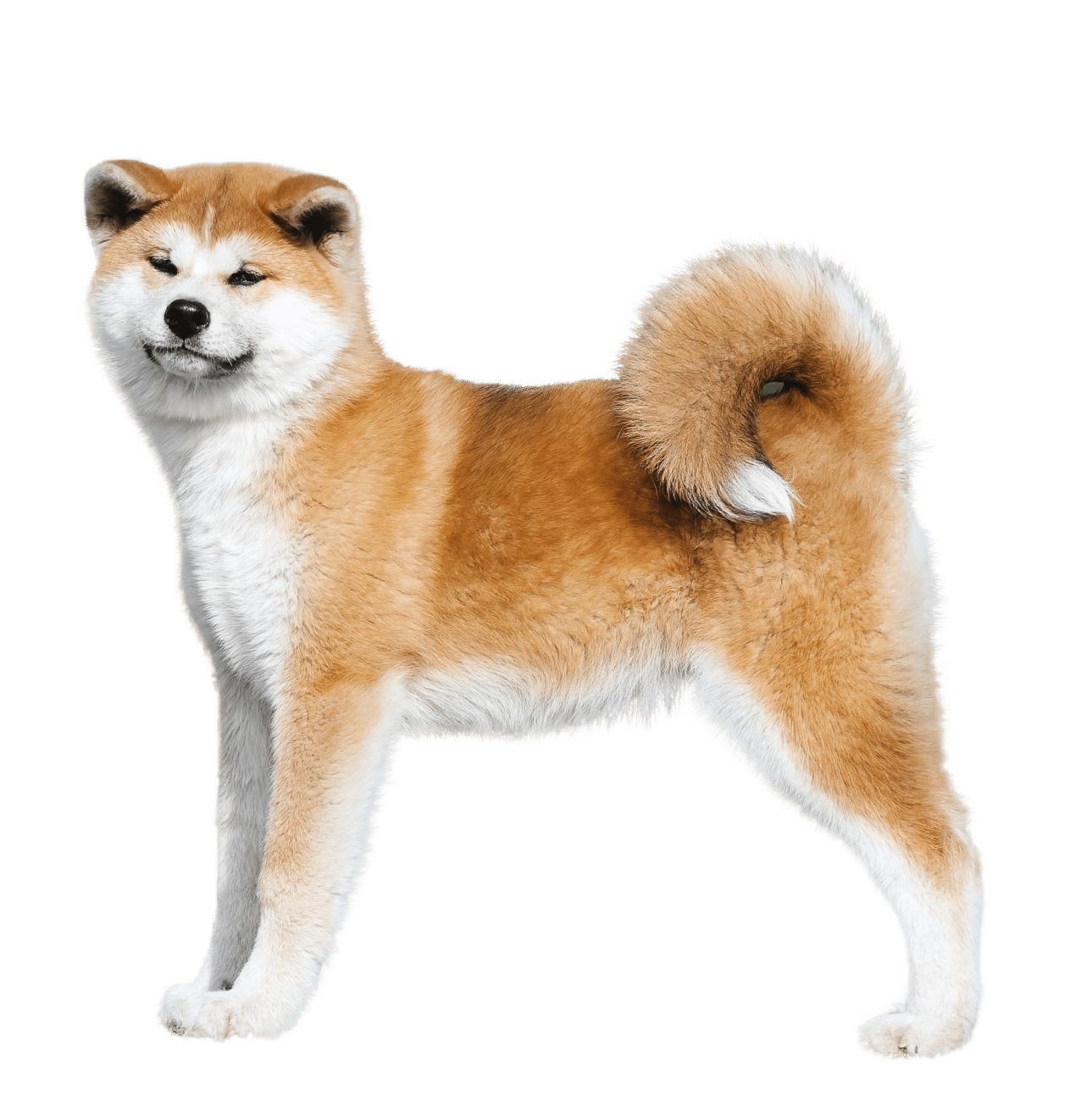 Race de chien Akita Inu
