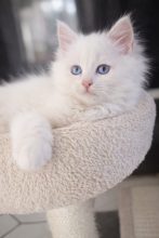 LITTLE LOVING PAWS