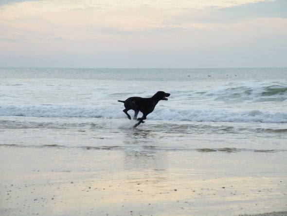 DES CHAMPS DE BLE DORE - Image 4