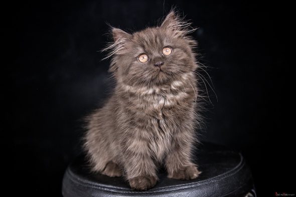 BY STUDIO CAT - Image 6