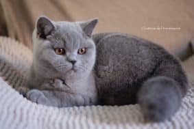 LA CHATTERIE DE L&rsquo;HERMISSERIE