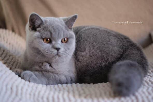LA CHATTERIE DE L&rsquo;HERMISSERIE - Image 1