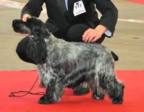 GRANDIN DOMINIQUE