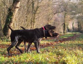 DES CHAMPS DE BLE DORE