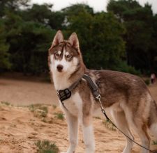 LEGENDARY WHITE FANG