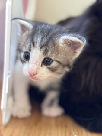 CHATTERIE MEWDIE KATT - Image 24