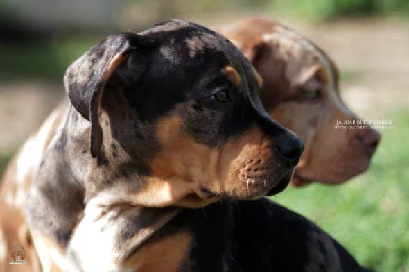 JAGUAR BULLY KENNEL - Image 17
