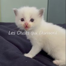 LES CHATS QUI DANSENT