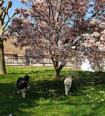 OF DARLING DOG - Image 16